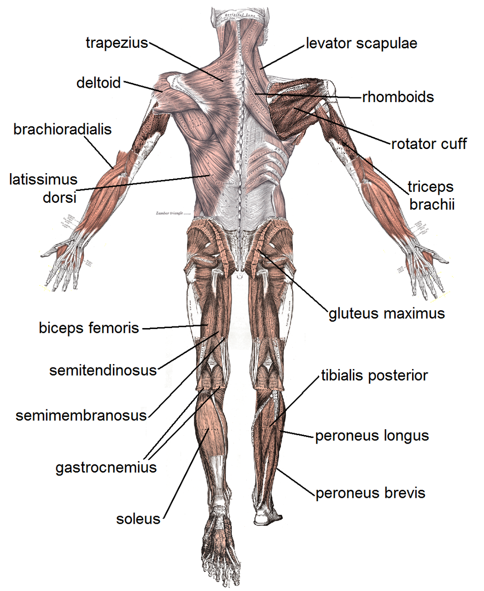 Menschliche  Muskeln - hinterseitig