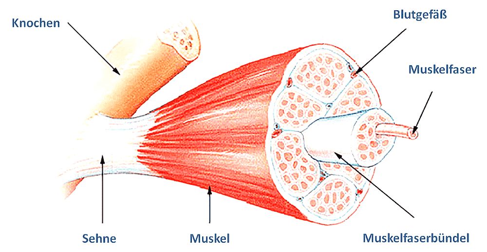 Muskulatur Aufbau  (Schema)